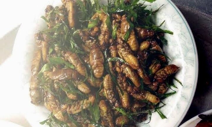 Ve sầu có ăn được không?