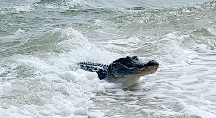 Cá sấu thong dong tắm nắng, đón sóng trên bãi biển