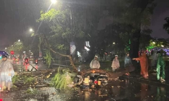 Cây phượng ở TP Huế bật gốc lúc trời mưa lớn, đè hai người đi xe máy