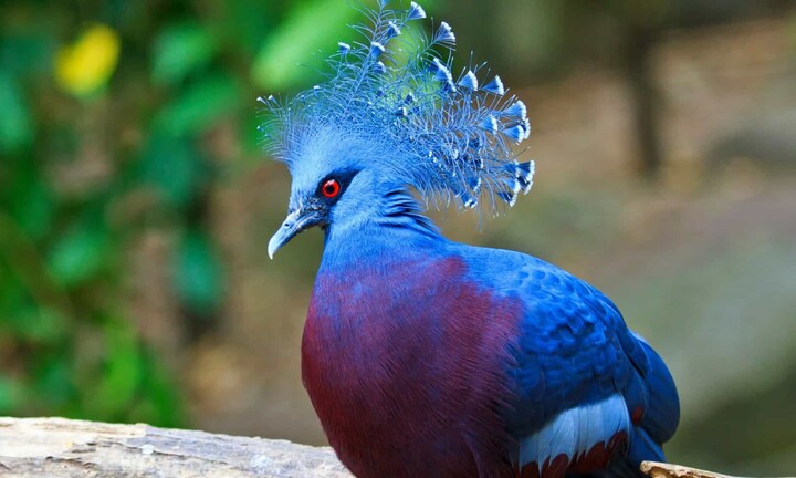 Hình ảnh về loài động vật sở hữu bộ lông kỳ lạ nhất thế giới