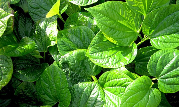 Lá lốt: Dùng đúng cách sẽ hiệu quả, sai cách sẽ độc hại