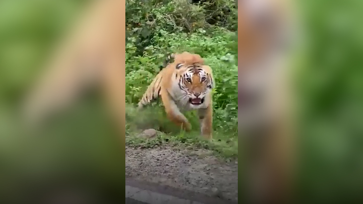 Ấn Độ: Hổ dữ lao ra gầm gừ, định tấn công nhóm du khách