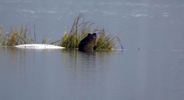 Hai con rùa mai mềm cỡ lớn liên tục xuất hiện trên mặt hồ Đồng Mô