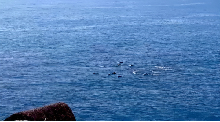 Xuất hiện đàn cá heo bơi gần bờ biển Phú Yên