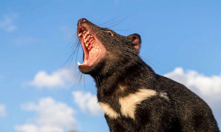 Khiếp sợ với những loài động vật 'bốc mùi' nhất thế giới