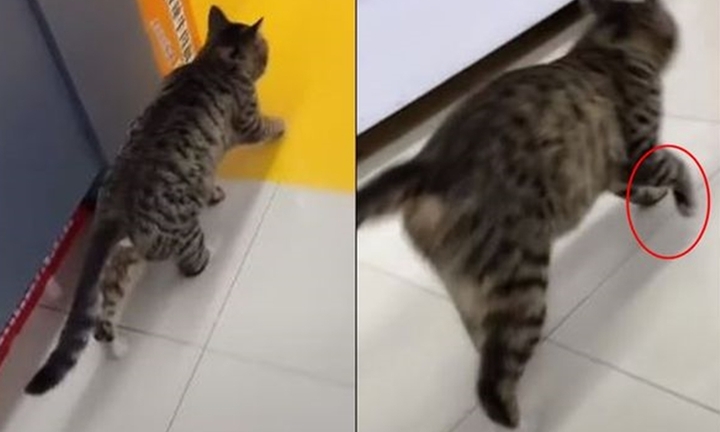 Mèo ‘ảnh đế’, cứ vào siêu thị là diễn cảnh mình bị què chân