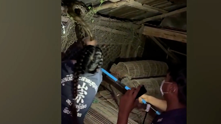 Nữ cứu hộ dũng cảm thu phục trăn hoang dã trốn trên mái chuồng gà