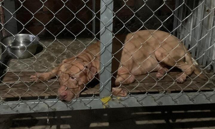 Cụ bà 82 tuổi ở Bình Dương bị chó Pitbull cắn tử vong