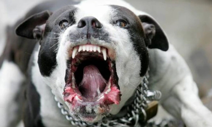 Những cái chết thương tâm vì bị chó Pitbull tấn công