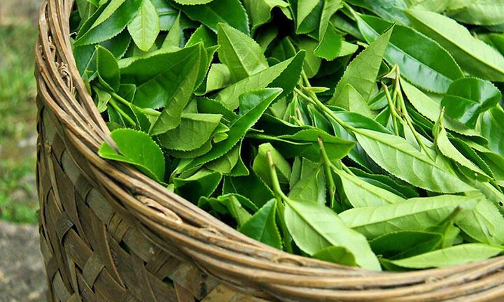 Tác dụng của chè xanh với phụ nữ