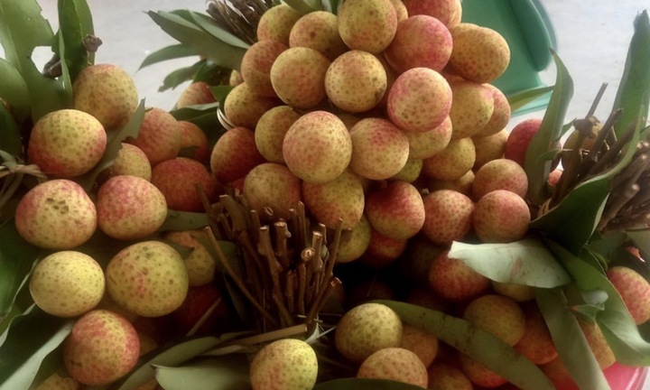 4 vạn tấn vải thiều chờ bán, có loại 90.000 đồng/kg người mua vẫn xếp hàng