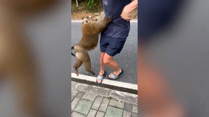 Khỉ hoang bám theo du khách để cướp thức ăn