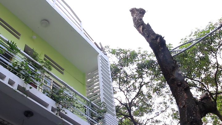 Hà Nội: Cây xanh bị chết khô trên nhiều tuyến phố