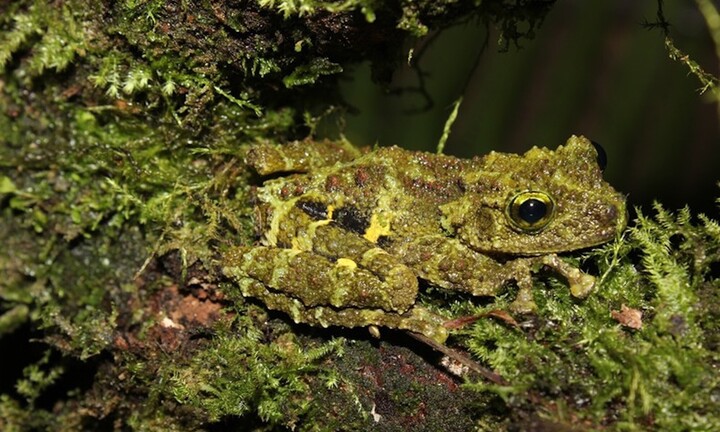  158 loài mới được phát hiện ở Việt Nam