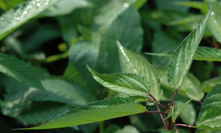 Loại rau bị nhiều người Việt chê lại có tác dụng bất ngờ với sức khỏe