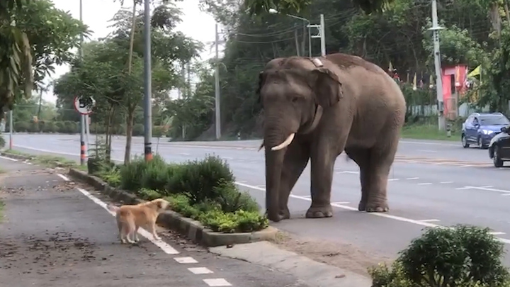 Chó nhà đối đầu chú voi to lớn và cái kết
