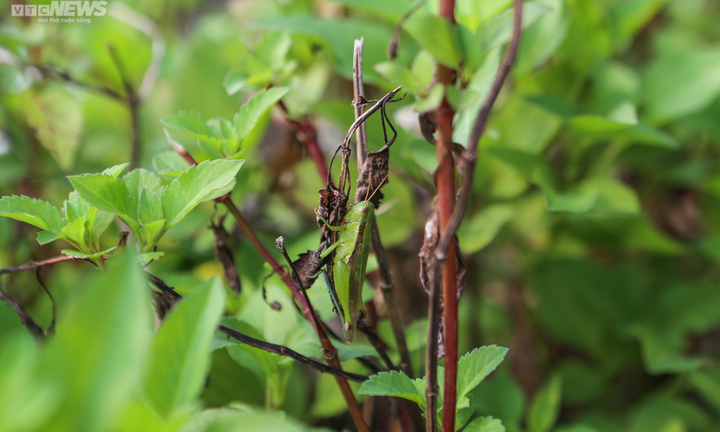 Hai vợ chồng săn 'tôm bay' trên đồng, kiếm tiền triệu mỗi ngày