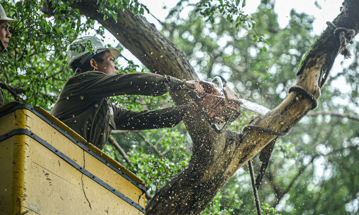 Công nhân chặt hạ 3 cây sưa quý chết khô bên Hồ Gươm