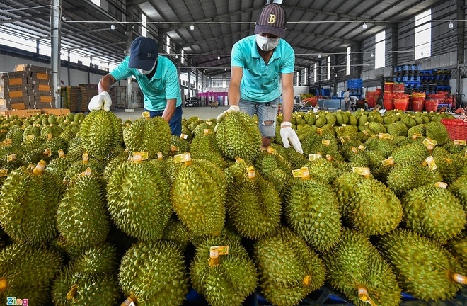 Tin vui với sầu riêng Việt Nam