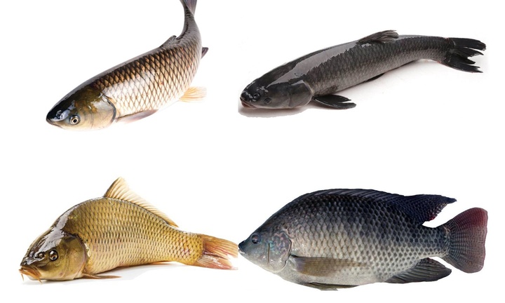 Điểm mặt những loại cá không nên mua