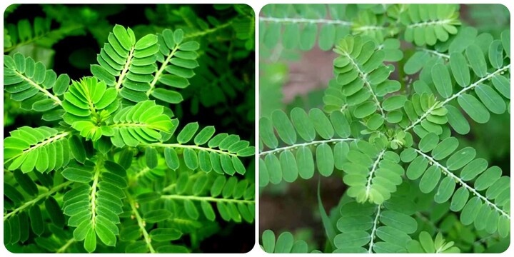 Một số bài thuốc từ cây chó đẻ răng cưa