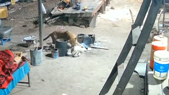 Báo hoang đột nhập vào gara 'bắt' chó