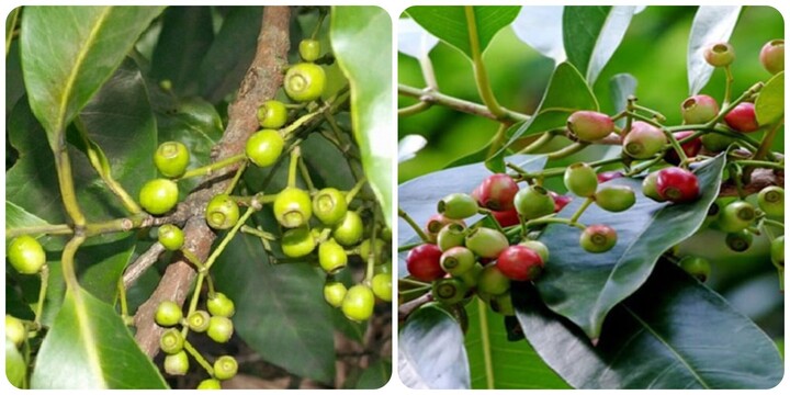 Cây vối trị bệnh gì?