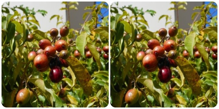 Cây vối rừng có tác dụng gì?