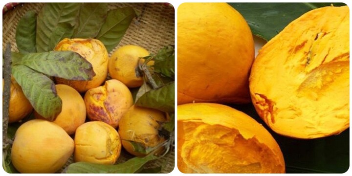 Quả trứng gà lê ki ma có tác dụng gì?