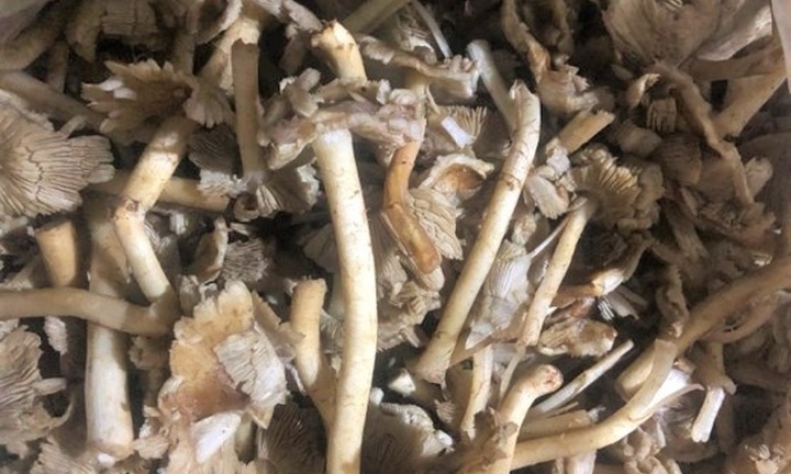 Ăn nấm rừng, nhiều người ở Đắk Nông, Lâm Đồng nhập viện