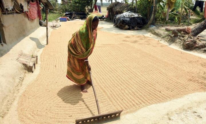 Ấn Độ phê duyệt kế hoạch dự trữ lương thực lớn nhất thế giới