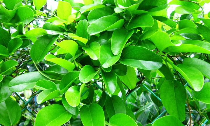 Loại lá được gọi là sâm, giúp giải độc, mát gan chống lão hoá diệu kỳ