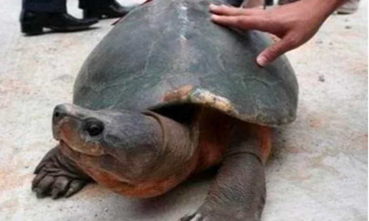 Khai quật mộ cổ 2.000 năm, giật mình thấy sinh vật sống bên trong bò ra