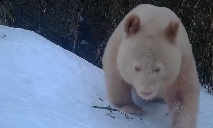 Trung Quốc lại phát hiện gấu trúc trắng tại khu bảo tồn Tứ Xuyên