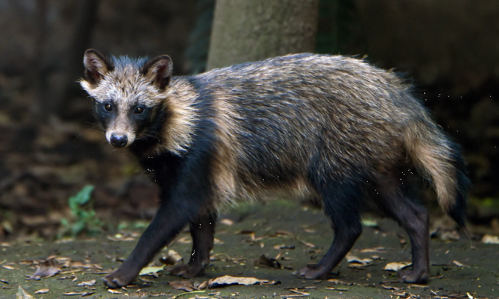 Khai quật mộ cổ, bất ngờ thấy 'quái thú' còn sống bên trong