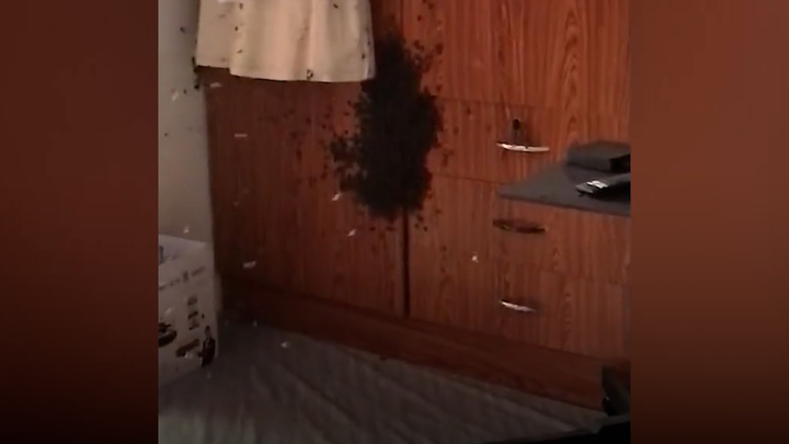 Phát hiện đàn ong định chiếm tủ quần áo để làm tổ