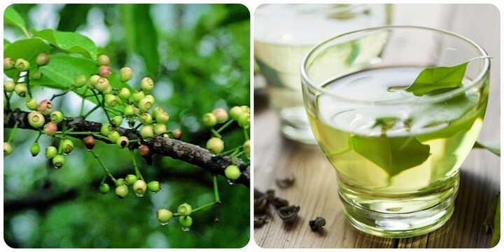 Uống nước vối tươi có tác dụng gì?