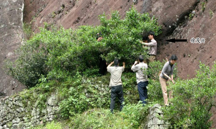 Loại cây hiếm tới mức được chính quyền thành phố mua bảo hiểm hơn 300 tỷ đồng