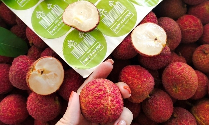 Việt Nam có vải thiều không hạt, giá bán từ 250.000 đồng/kg