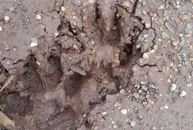 Người dân Sơn La phát hiện 2 con hổ