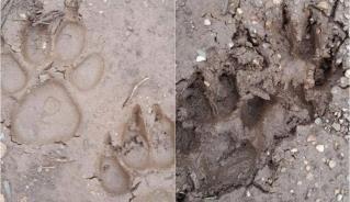 Khả năng 2 dấu chân lớn phát hiện tại Sơn La không phải là của hổ