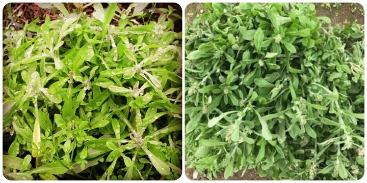 Cây rau khúc nấu xôi có tác dụng gì?