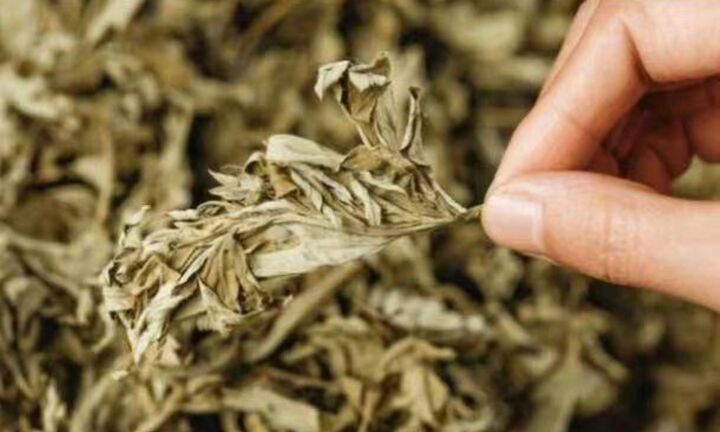 6 điều kỳ diệu sẽ xảy ra nếu bạn kiên trì ngâm chân bằng lá ngải cứu