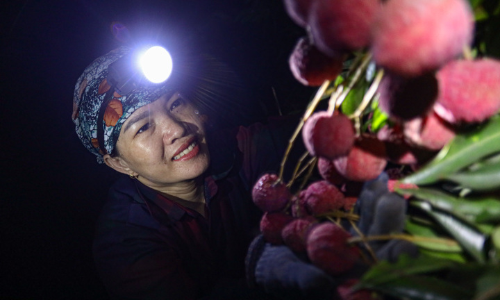 Bắc Giang: Nông dân trắng đêm soi đèn thu hoạch đặc sản vải thiều