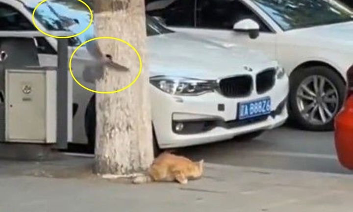 Bắt cóc chim non, mèo hoang bị gia tộc chim trả thù dai dẳng