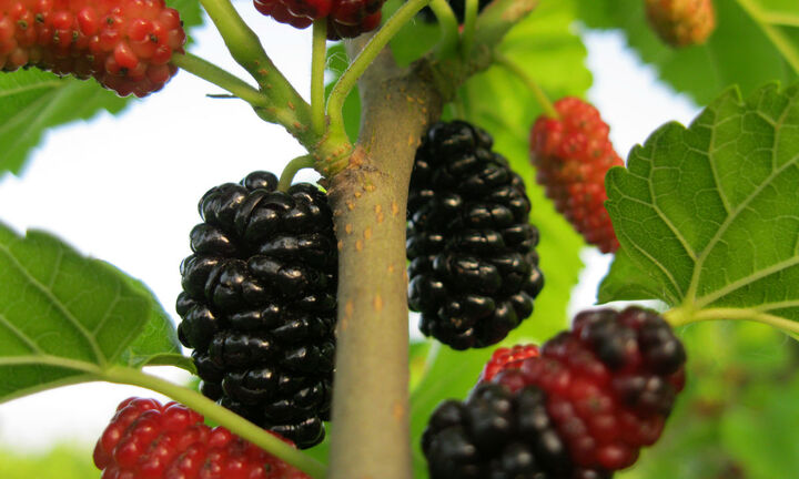 Dâu tằm tốt ngang nhân sâm, nhưng 2 nhóm người này tuyệt đối không nên ăn