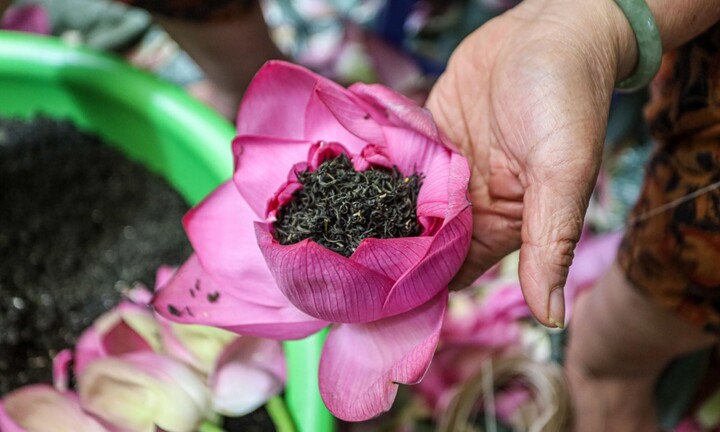 Trải nghiệm quy trình ướp trà sen Bách Diệp Hồ Tây giá chục triệu đồng/kg