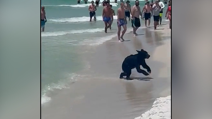 Du khách bất ngờ trông thấy gấu đen bơi từ biển vào bờ