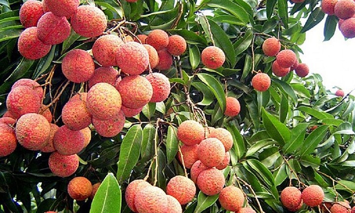 Vải ngọc không hạt cháy hàng, nhà sản xuất trả đơn không kịp