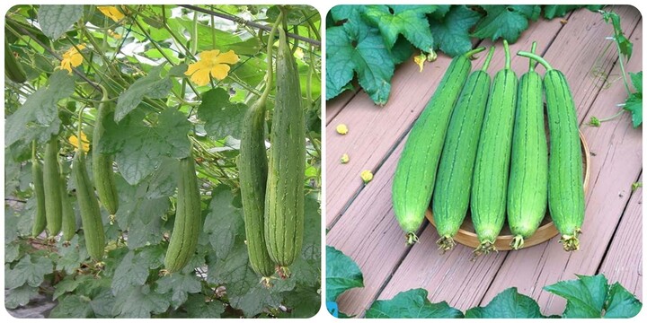 Lá mướp có tác dụng gì?